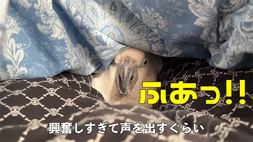 ふぁっ