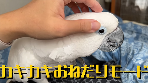 カキカキおねだりモード