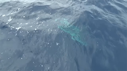 魚影
