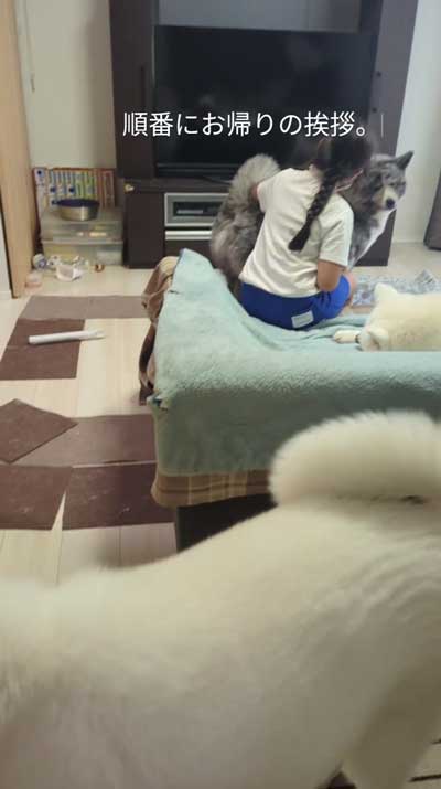 帰宅した娘に順番におかえりするデカワンコ