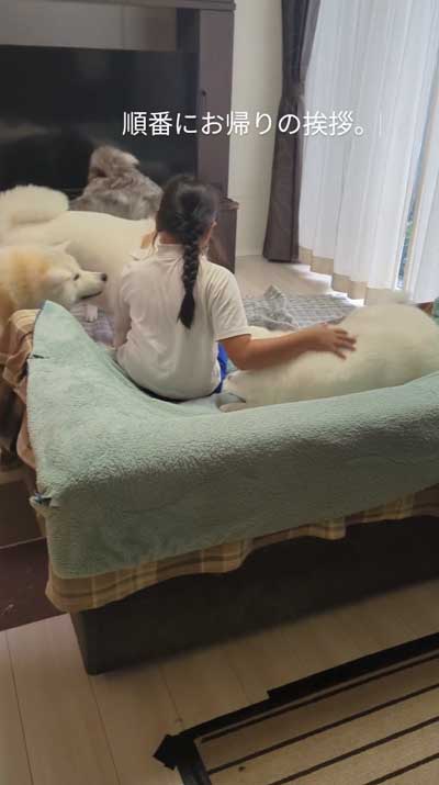 帰宅した娘に順番におかえりするデカワンコ