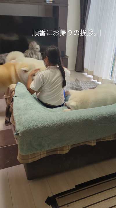 帰宅した娘に順番におかえりするデカワンコ