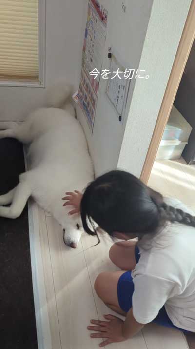 帰宅した娘に順番におかえりするデカワンコ