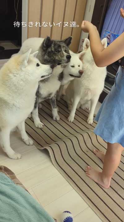 帰宅した娘に順番におかえりするデカワンコ