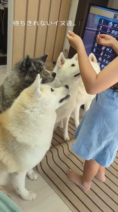 帰宅した娘に順番におかえりするデカワンコ