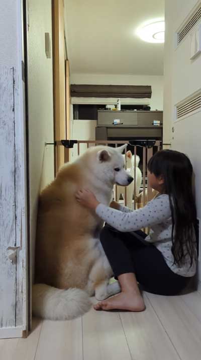 帰宅した娘に順番におかえりするデカワンコ