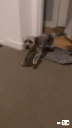 飛び出すブルーノ