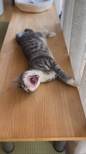 ずり落ちるいぶきくん総集編