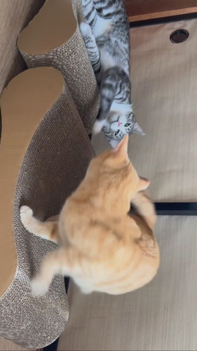 ずり落ちるいぶきくん総集編