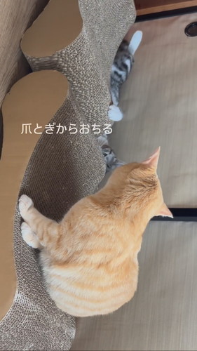 ずり落ちるいぶきくん総集編