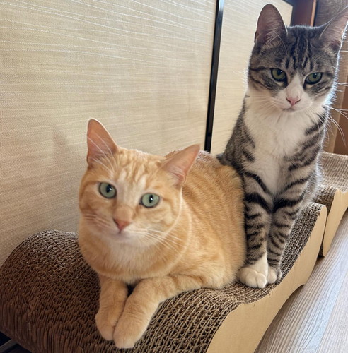 もいわちゃんといぶきくん