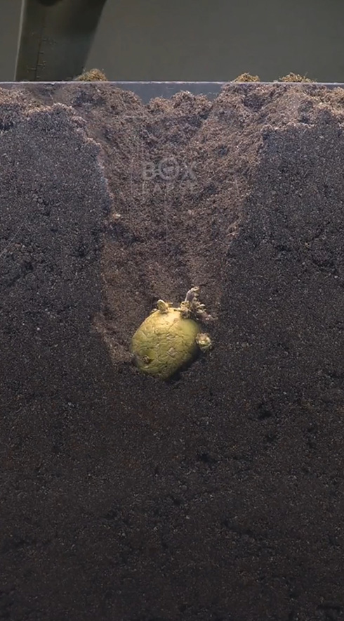 ジャガイモ タイムラプス 実験