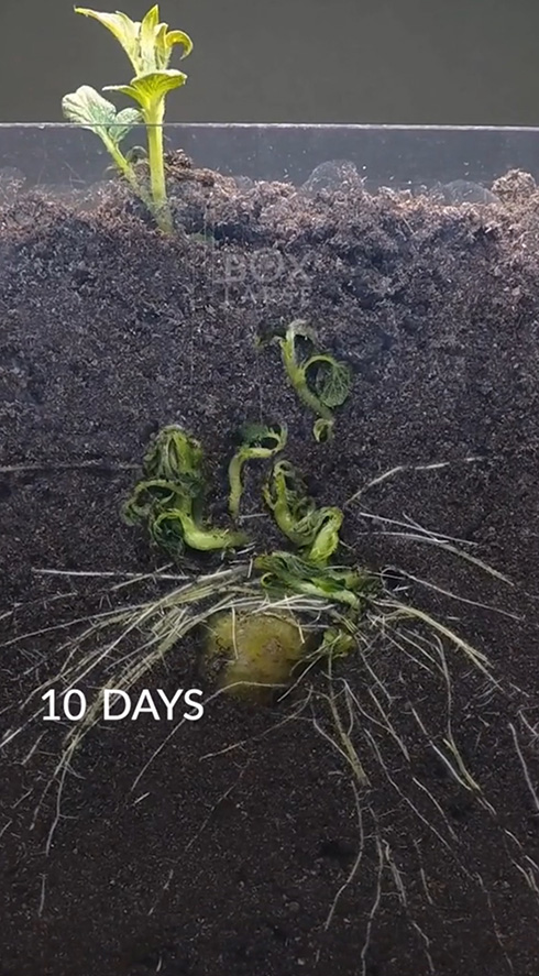 ジャガイモ タイムラプス 実験