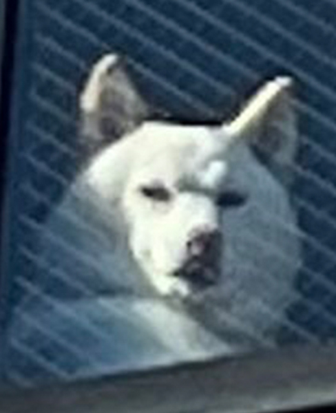 飼い主を監視する柴犬