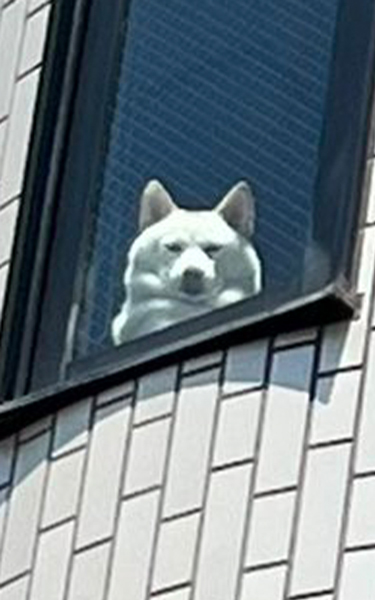 飼い主を監視する柴犬