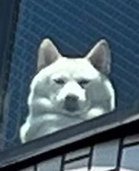 飼い主を監視する柴犬