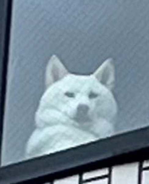 飼い主を監視する柴犬