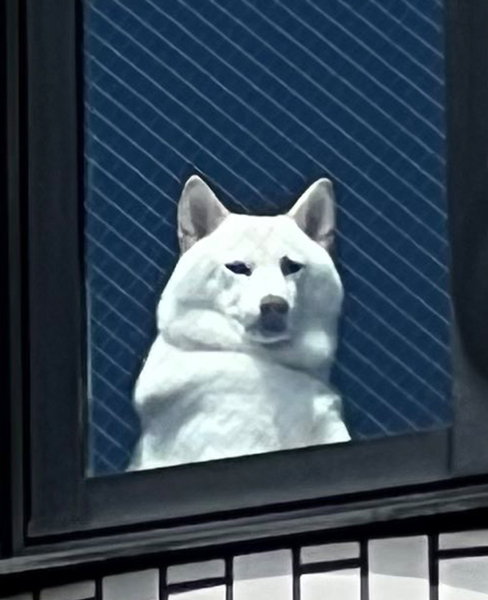 飼い主を監視する柴犬