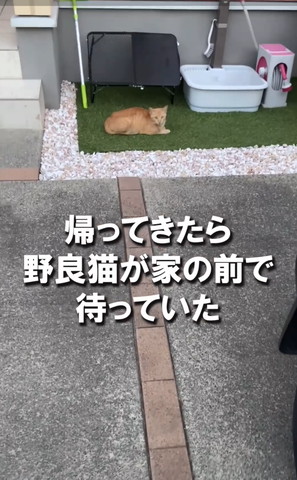 帰ってきたら野良猫が家の前でテロップ