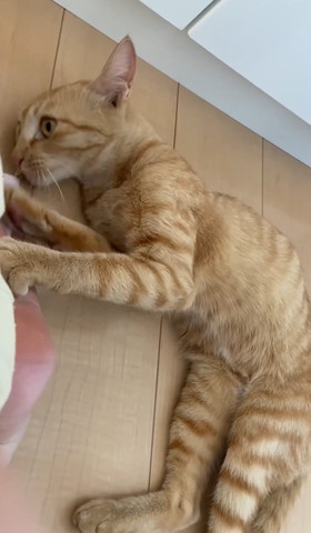 寝転がる茶トラ猫