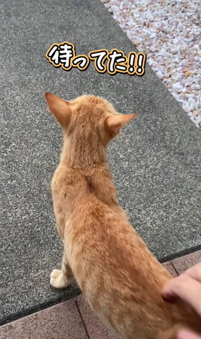 お尻なでられる猫