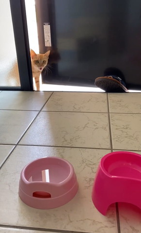 ドアの隙間から鳴く猫