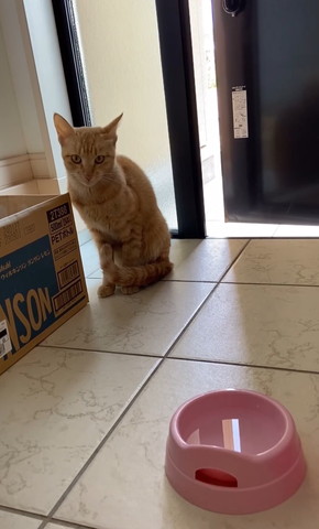 玄関でお座り猫