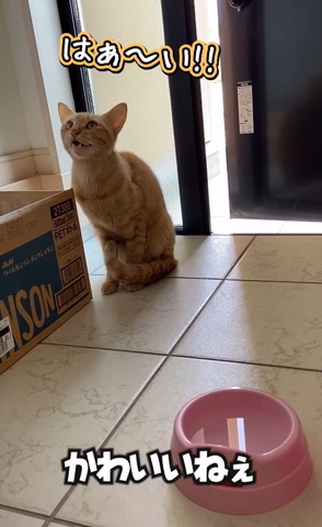 かわいいねぇテロップ