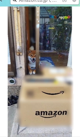 窓から笑顔でのぞくワンコ