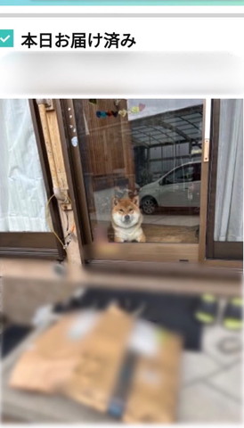 窓の内側から見てるワンコ