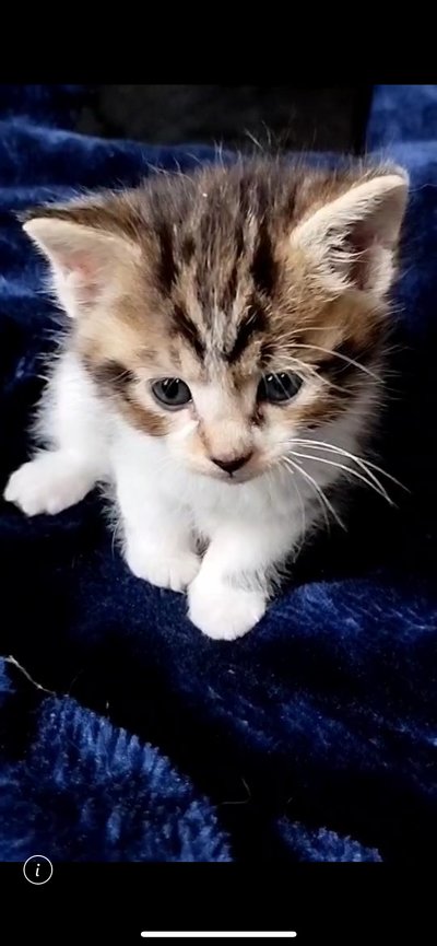 子猫時代の写真