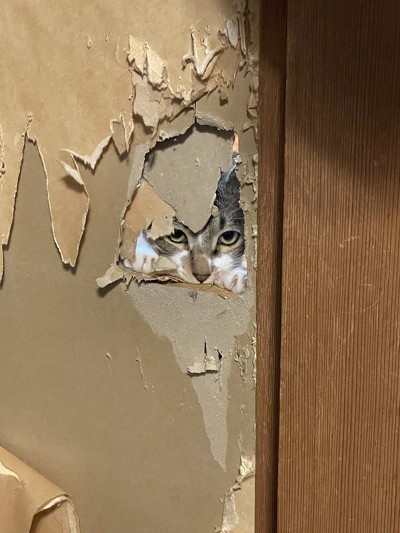 ペニーワイズみたいな猫