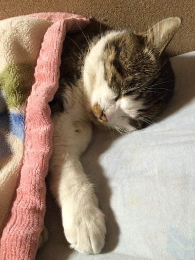 寝ている猫