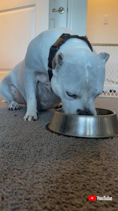 郵便物を運ぶ犬