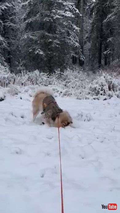雪の中でトガリネズミを探す犬