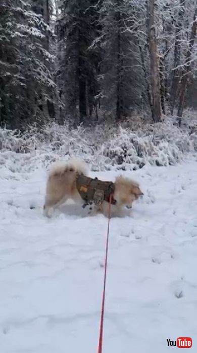 トガリネズミを見つけた犬