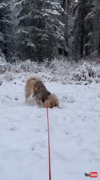 雪に顔を突っ込む犬
