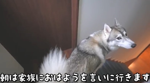 階段を下りる犬