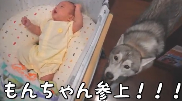 赤ちゃんの様子を見る犬