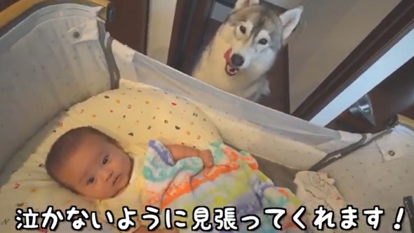 赤ちゃんを見守る犬