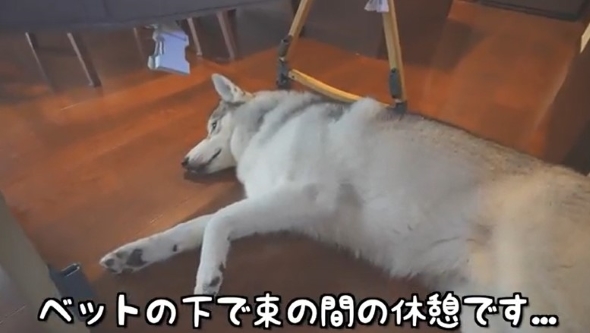 寝転ぶ犬