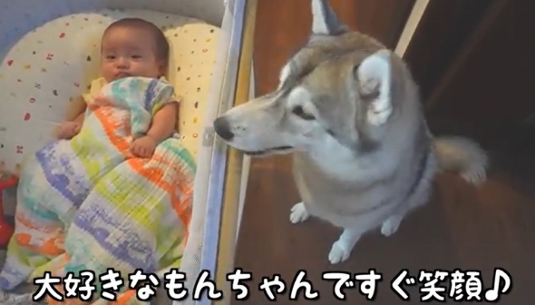 赤ちゃんを見守る犬