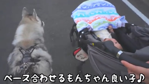 散歩する赤ちゃんと犬
