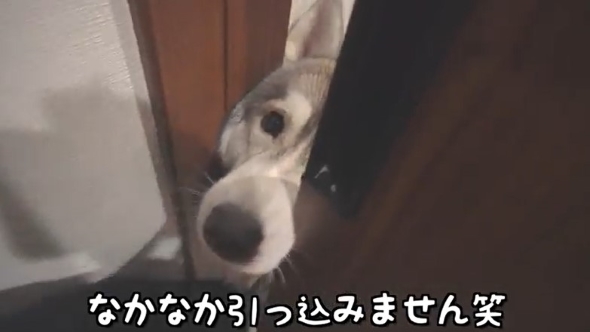 部屋に入ろうとする犬