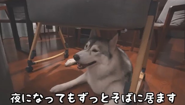 床に座る犬
