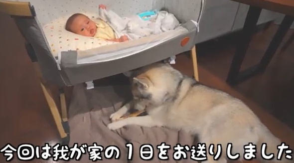 マットの上に座る犬