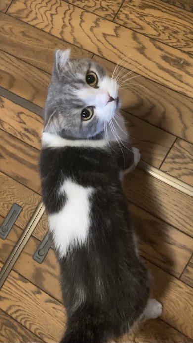 洗い物終わりませんか猫