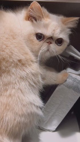 いたずらバレたチェルくん