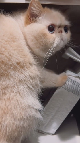 いたずらバレたチェルくん