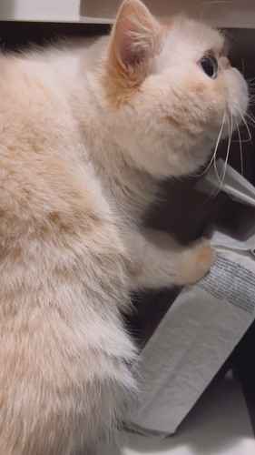 いたずらバレたチェルくん